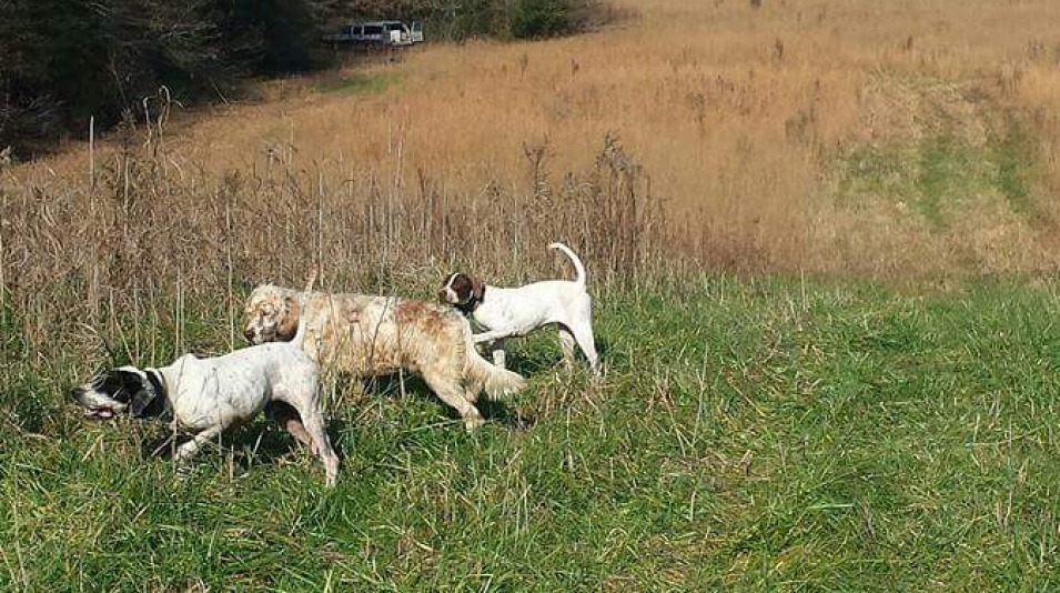 Toneycreekplantation Upland Hunt 2016