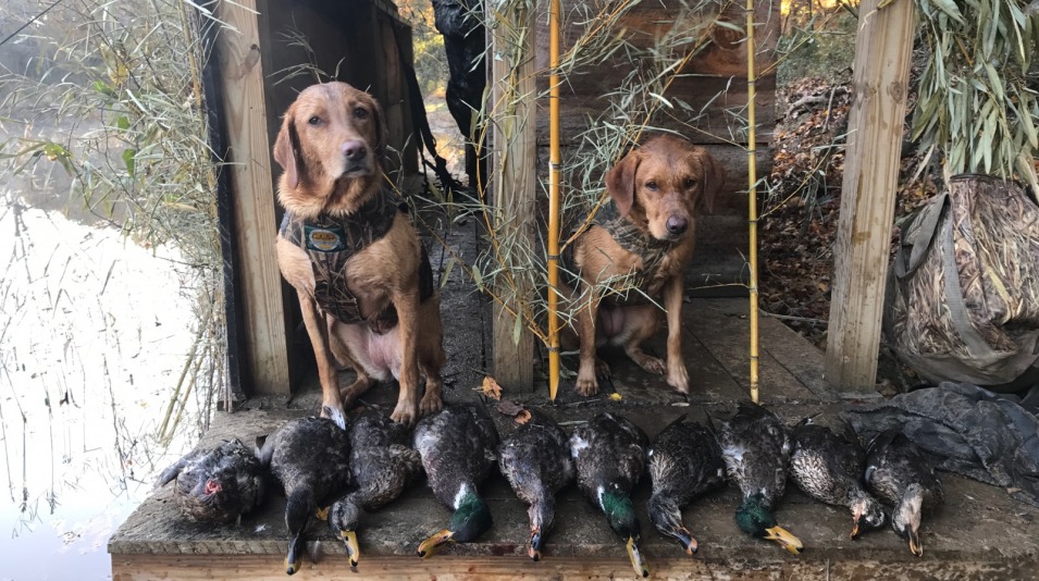 2016 Duck hunt
