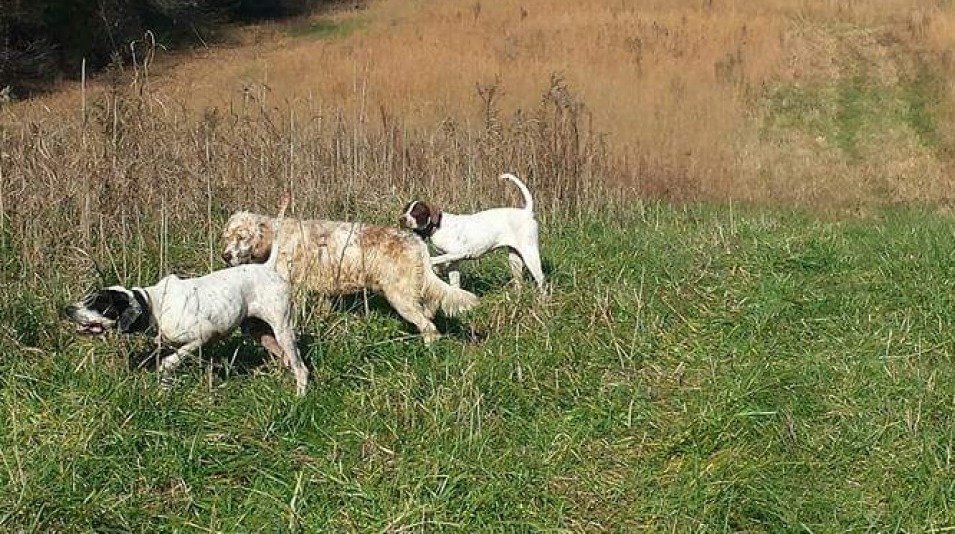 Toneycreekplantation Upland Hunt